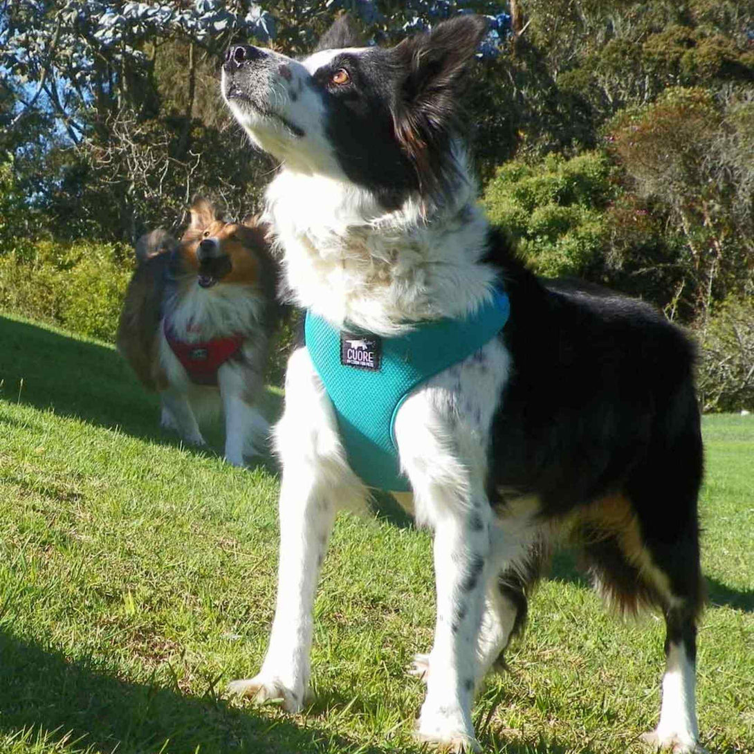 Arnés para perros azul cielo ajustable con correa