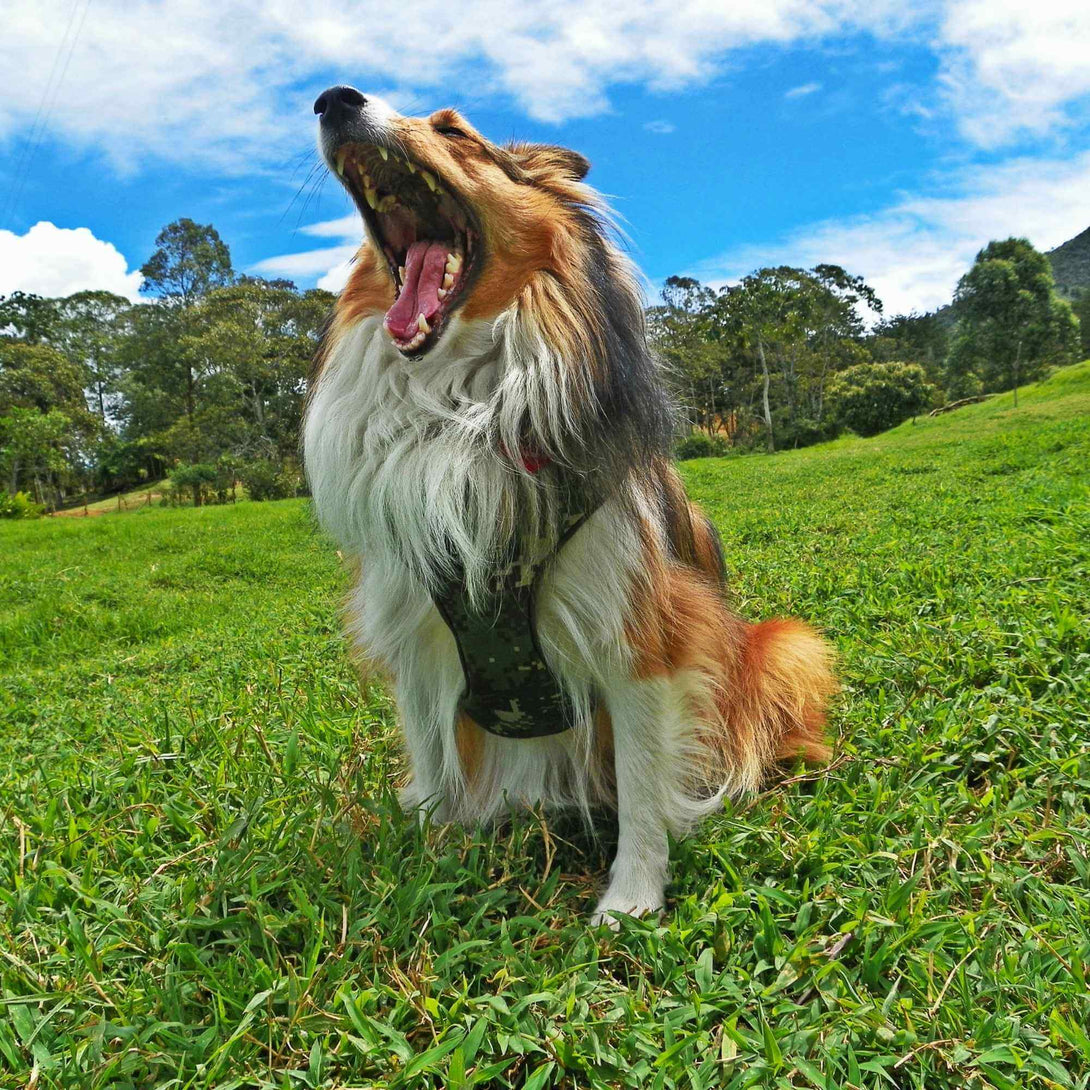 Arnés para perros camuflado ajustable con correa